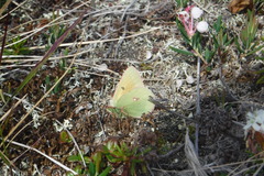 Colias hecla