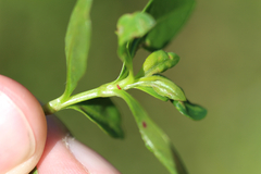 Amynothrips andersoni