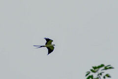 Elanoides forficatus