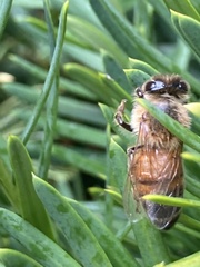 Apis mellifera