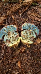 Rubroboletus pulcherrimus