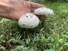 Chlorophyllum molybdites