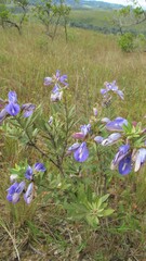Periandra mediterranea
