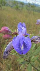 Periandra mediterranea