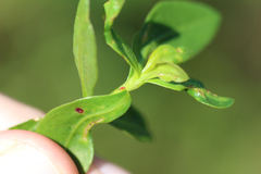 Amynothrips andersoni