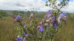 Periandra mediterranea