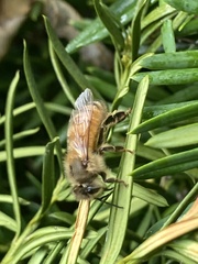 Apis mellifera