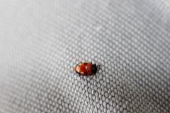 Endomychus biguttatus