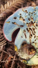 Rubroboletus pulcherrimus