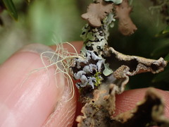Erioderma sorediatum
