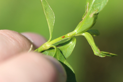 Amynothrips andersoni