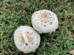 Chlorophyllum molybdites