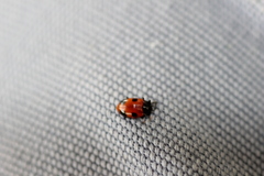 Endomychus biguttatus