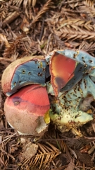 Rubroboletus pulcherrimus
