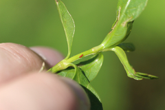 Amynothrips andersoni