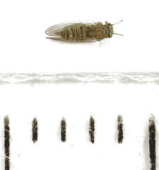 Cryptoneossa triangula