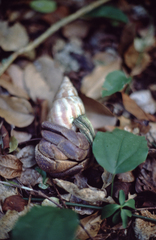Coenobita brevimanus