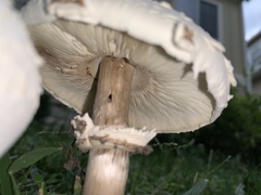 Chlorophyllum molybdites