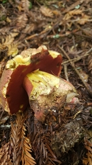 Rubroboletus pulcherrimus