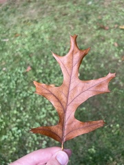 Quercus palustris