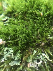 Dicranum montanum