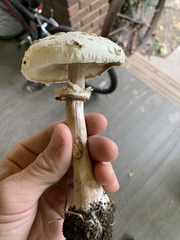Chlorophyllum molybdites