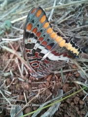 Charaxes jasius