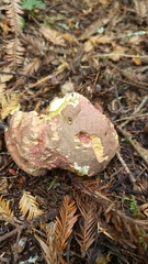 Rubroboletus pulcherrimus