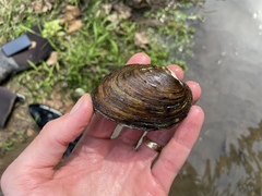 Fusconaia ozarkensis