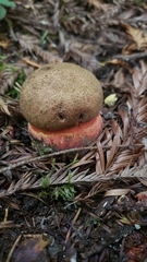Rubroboletus pulcherrimus