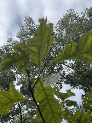 Quercus palustris