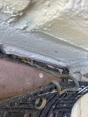 Hypsiglena chlorophaea