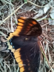 Charaxes jasius