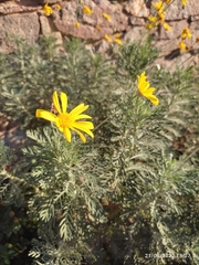 Euryops pectinatus