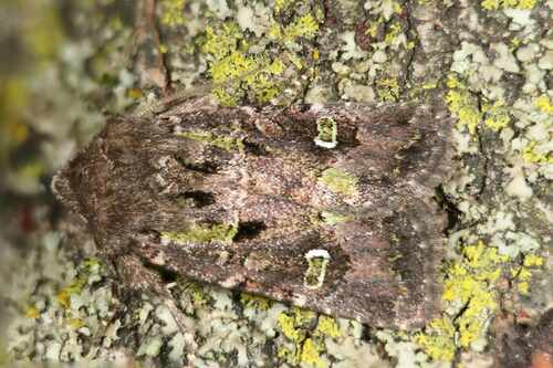 Bristly Cutworm Moth