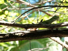 Anolis biporcatus