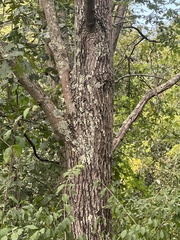 Quercus palustris