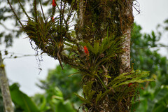 Guzmania monostachia