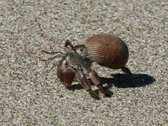 Coenobita compressus