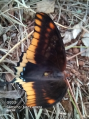 Charaxes jasius