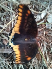 Charaxes jasius