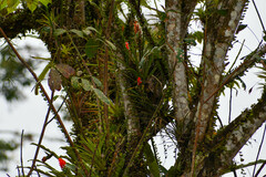 Guzmania monostachia