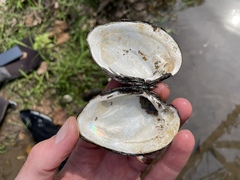 Fusconaia ozarkensis