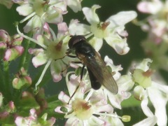 Cheilosia pagana