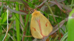 Diacrisia sannio