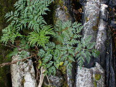 Conioselinum gmelinii