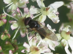 Cheilosia pagana