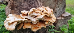 Laetiporus sulphureus