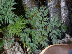 Conioselinum gmelinii