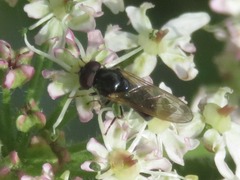 Cheilosia pagana